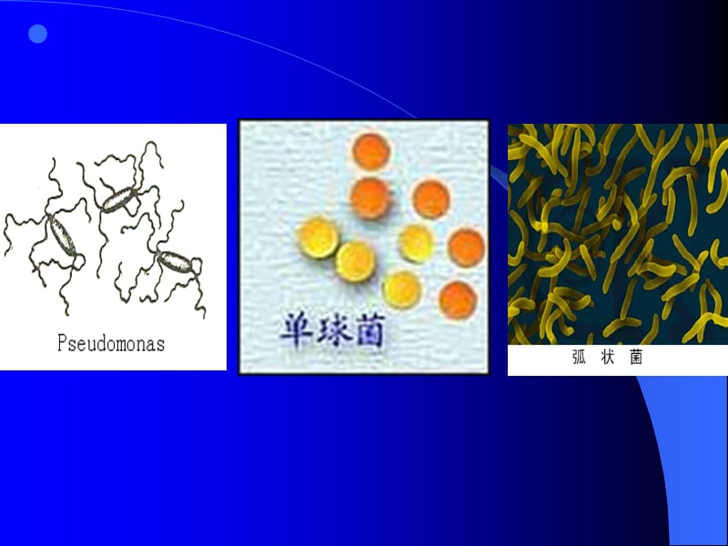 植物病原细菌秋实-文档资料.ppt_第1页