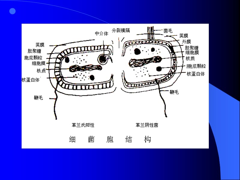 植物病原细菌秋实-文档资料.ppt_第3页