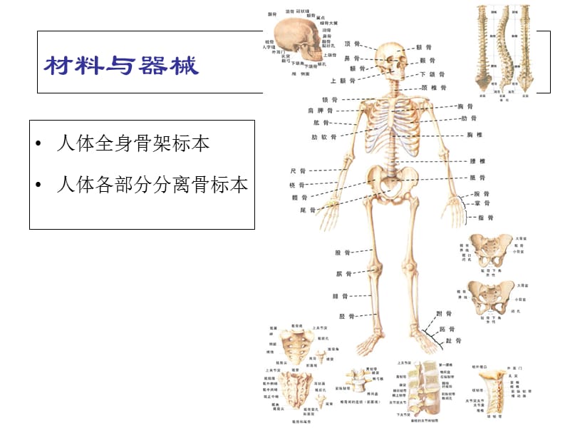 最新解剖与生理实验-实验二 人体骨架的观察-PPT文档.ppt_第2页