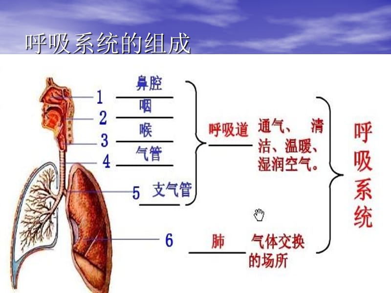 呼吸系统疾病的护理-PPT文档.ppt_第3页