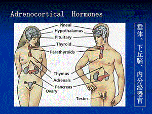最新：最新：37肾上腺皮质激素类药物-sun-文档资料-文档资料.ppt