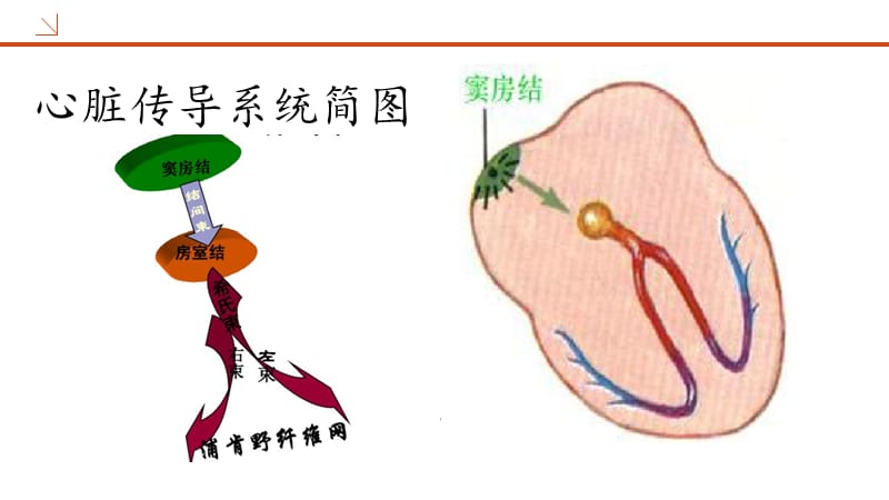 常见的心律失常及药物选择-文档资料.pptx_第2页