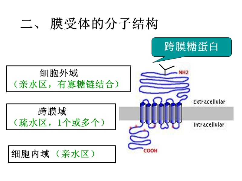 最新：第五细胞膜受体-文档资料.ppt_第2页