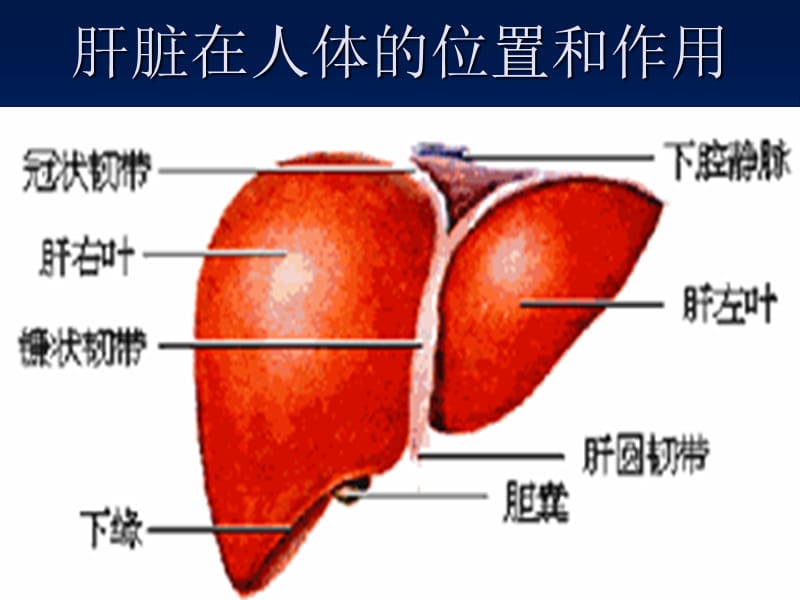 妊娠期间肝病的防治-PPT课件.ppt_第1页