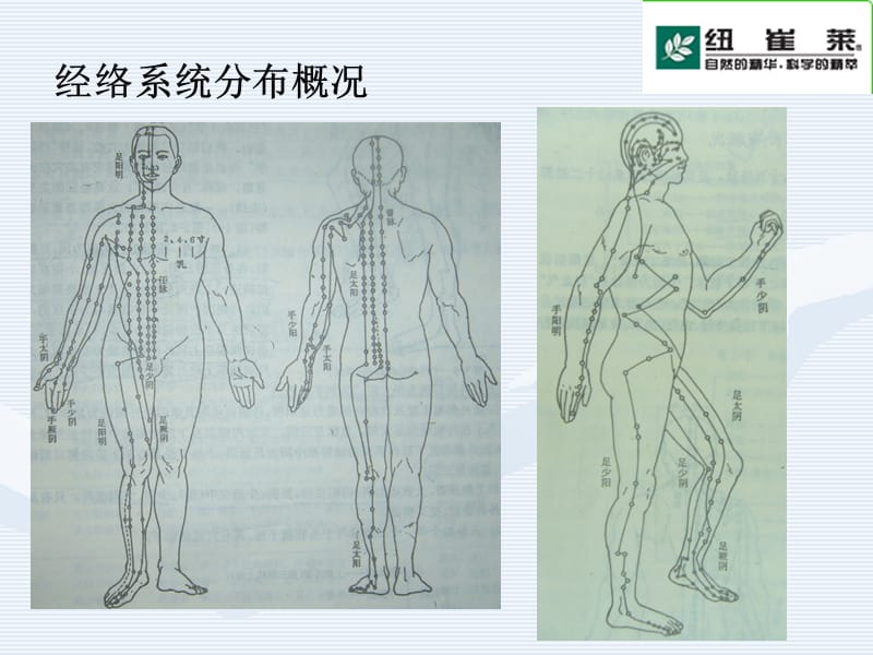 最新：常见病穴位推拿及营养保健-文档资料.ppt_第3页