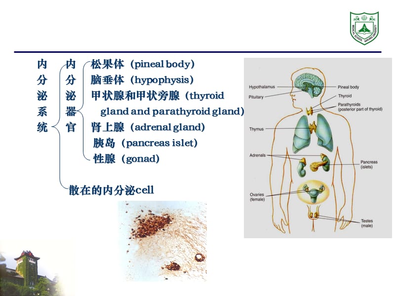 最新：内分泌系统组织学ppt课件-文档资料.ppt_第1页