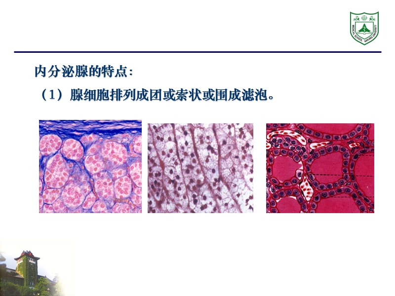 最新：内分泌系统组织学ppt课件-文档资料.ppt_第2页