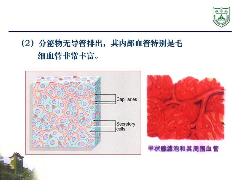 最新：内分泌系统组织学ppt课件-文档资料.ppt_第3页