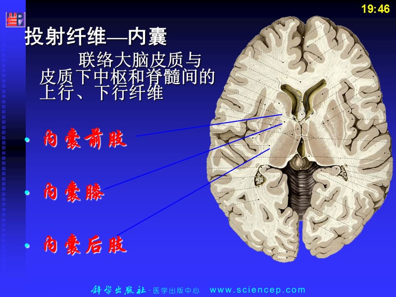 第13章神经系统2t-精选文档.ppt_第3页