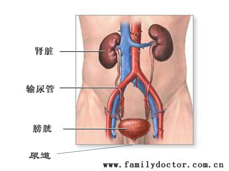 泌尿系统疾病病人的护理概述-文档资料.ppt_第1页