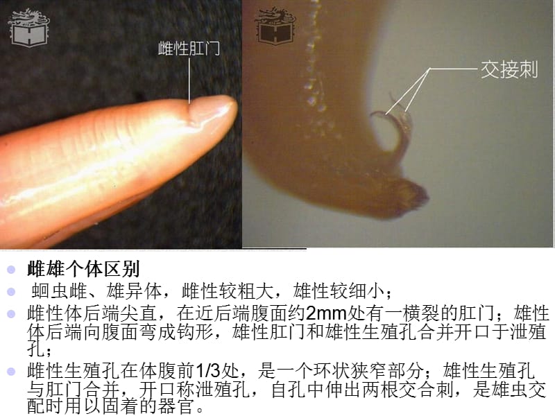 实验7蛔虫和蚯蚓的比较解剖-PPT文档资料.ppt_第3页