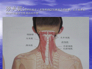 最新：头颈部肌肉-文档资料.ppt