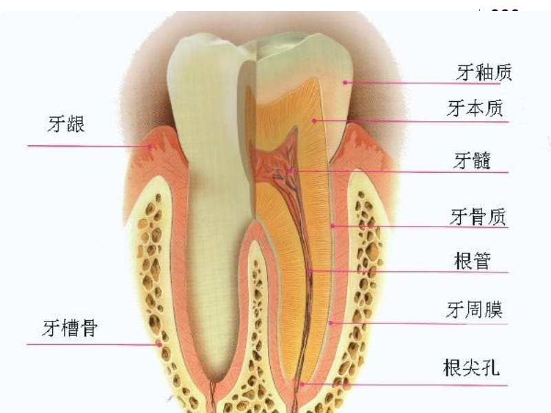 口腔科病人的护理-PPT文档.ppt_第1页