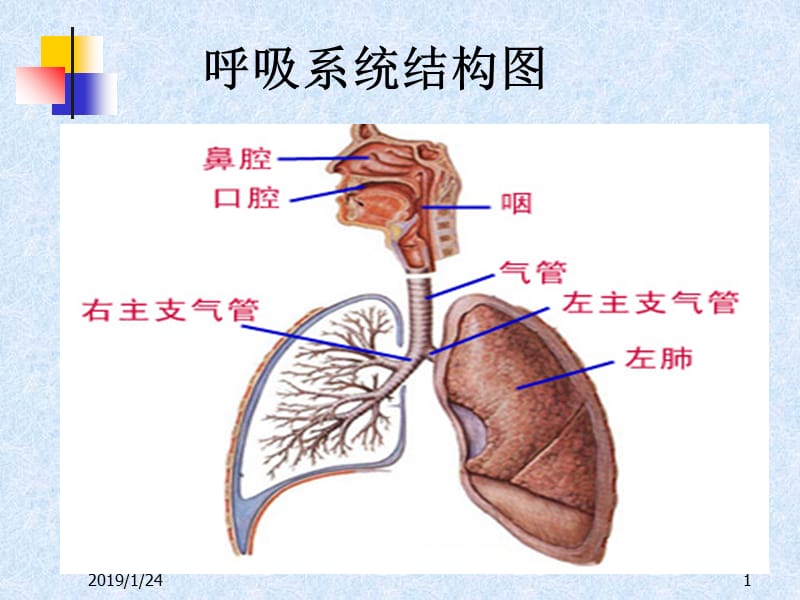 呼吸系统的用药-PPT课件.ppt_第1页