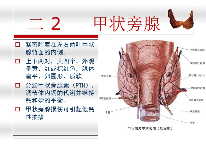 甲状腺肿瘤的护理-PPT文档.ppt_第3页