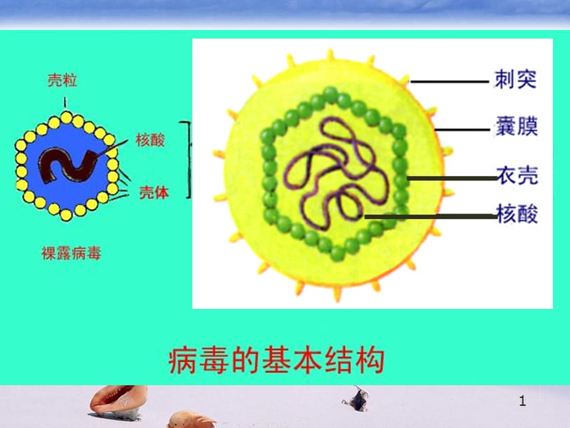 抗病毒药物-文档资料.ppt_第1页