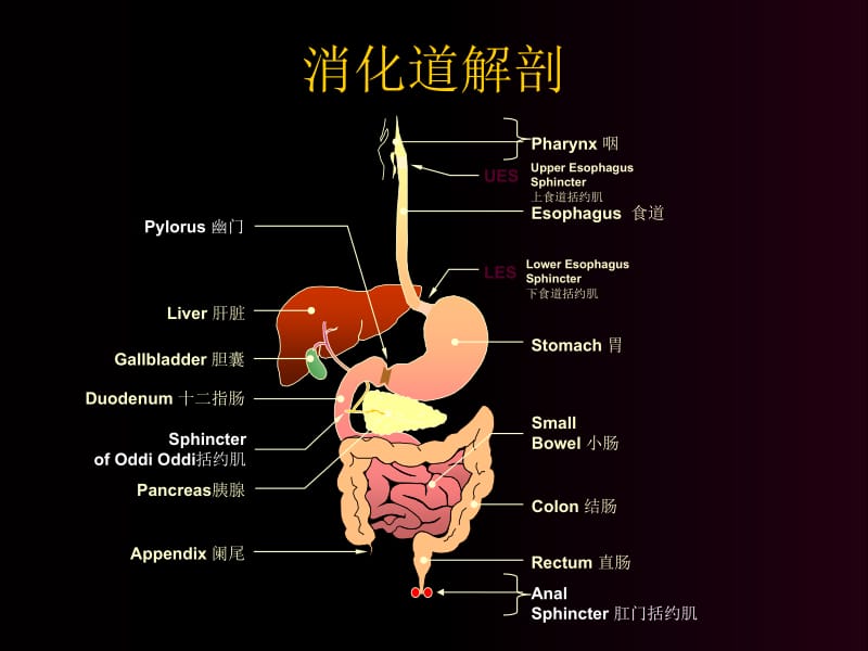 消化内科常用药物-PPT文档.ppt_第1页