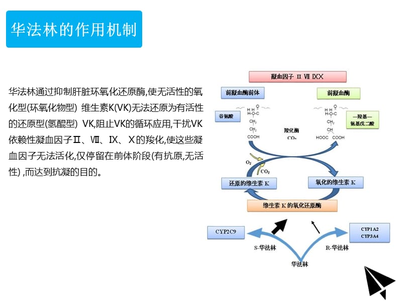 最新：华法林的临床应用-文档资料.ppt_第3页