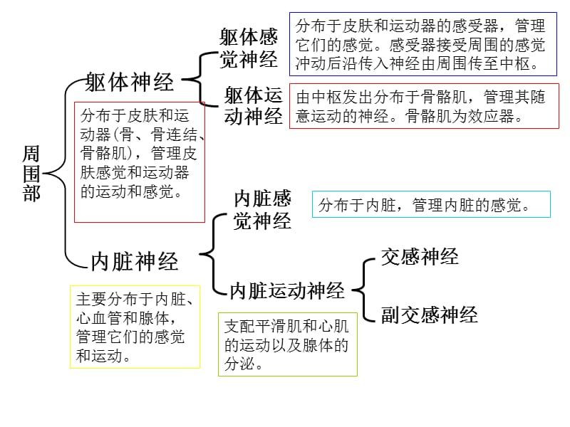 神经系统总论-PPT文档.ppt_第2页