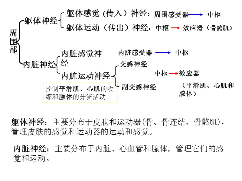 神经系统总论-PPT文档.ppt_第3页