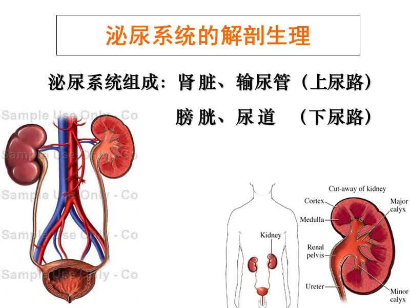 泌尿及男生殖系统疾病的主要症状与检查-文档资料.ppt_第1页