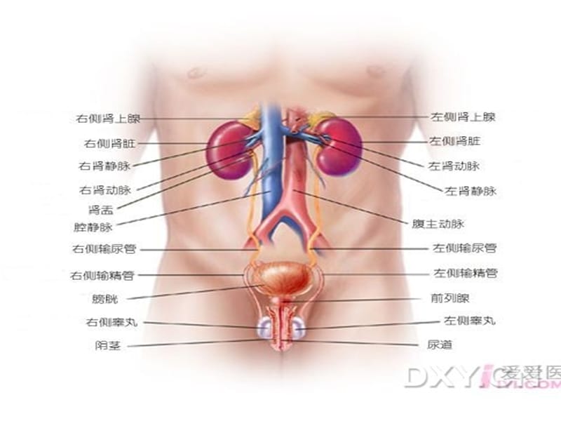 泌尿及男生殖系统疾病的主要症状与检查-文档资料.ppt_第2页