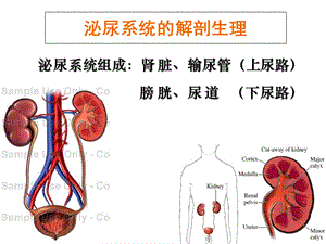 泌尿及男生殖系统疾病的主要症状与检查-文档资料.ppt