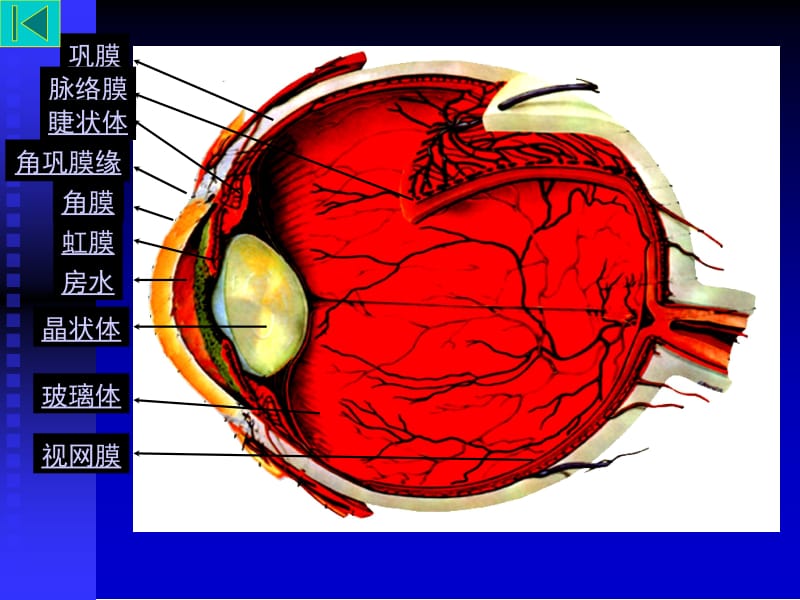 眼部解剖与生理—幻灯-PPT文档.ppt_第2页