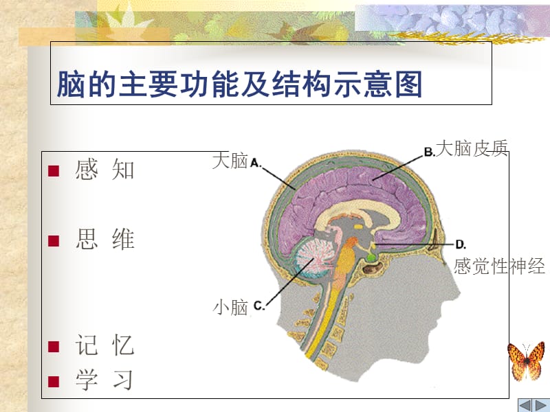 科学用脑初中主题班会-文档资料.ppt_第3页