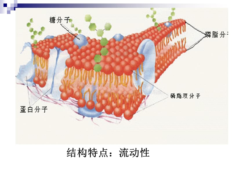 物质进出细胞的方式-精选文档.ppt_第1页