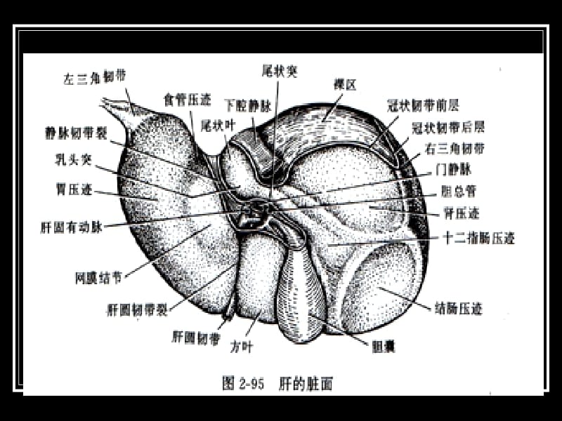 哈尔滨医科大学-肿瘤外科学-肝脏的应用解剖和生理-PPT文档.ppt_第3页