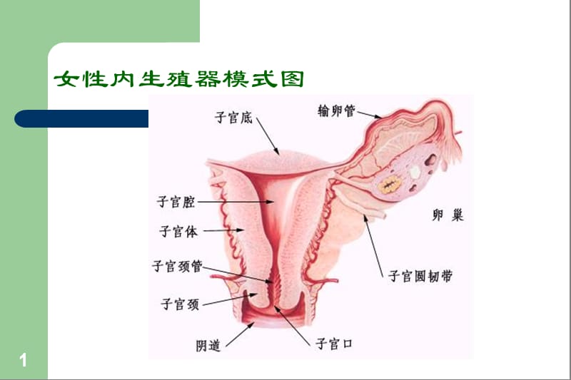 最新：国家级精品课《妇产科学》子宫腺肌病课件-文档资料.ppt_第1页