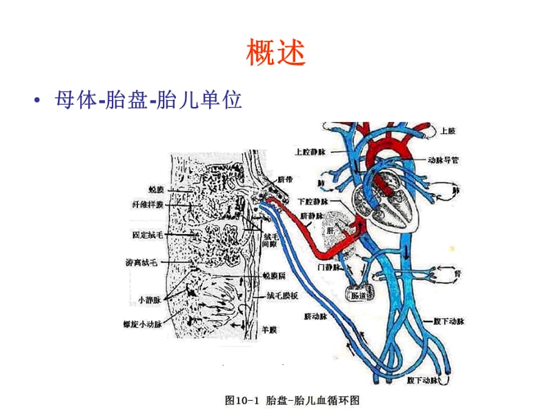 妊娠期及生儿合理用药原则课件-文档资料.ppt_第1页