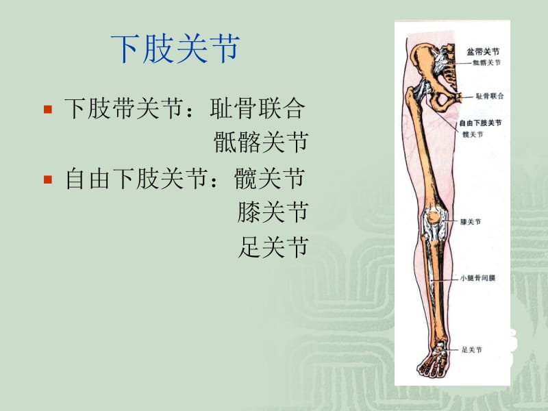 最新：下肢的关节-文档资料.ppt_第1页
