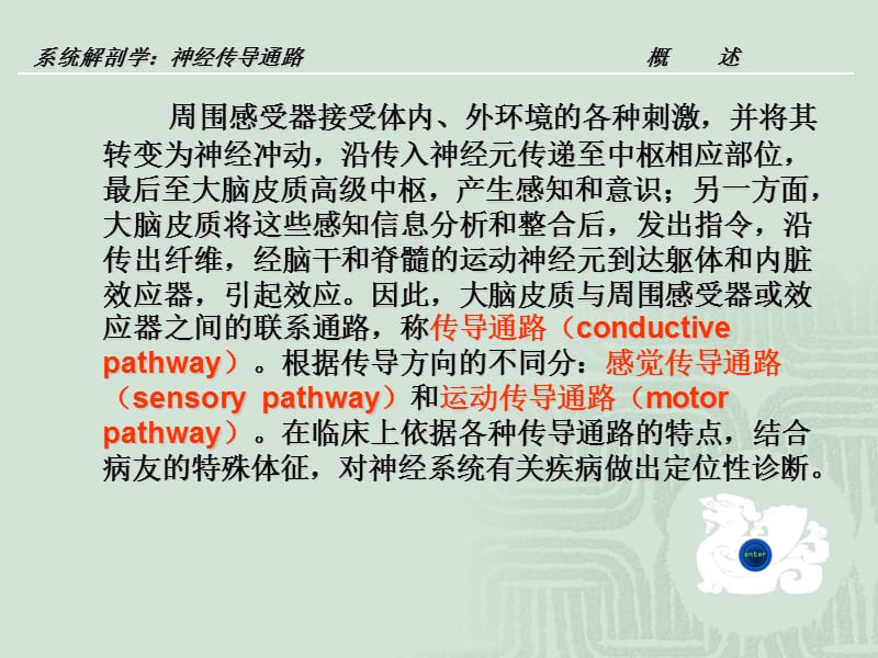 神经传导通路教案解剖学-精选文档.ppt_第2页