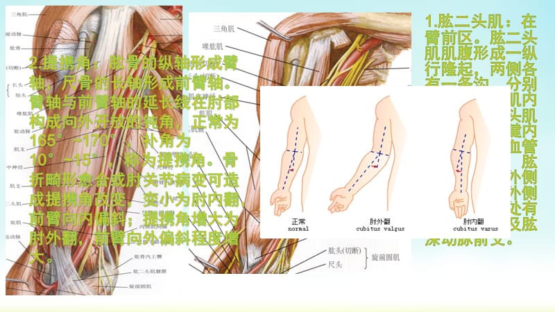 局部解剖学第三章上肢前侧-PPT文档资料.pptx_第1页