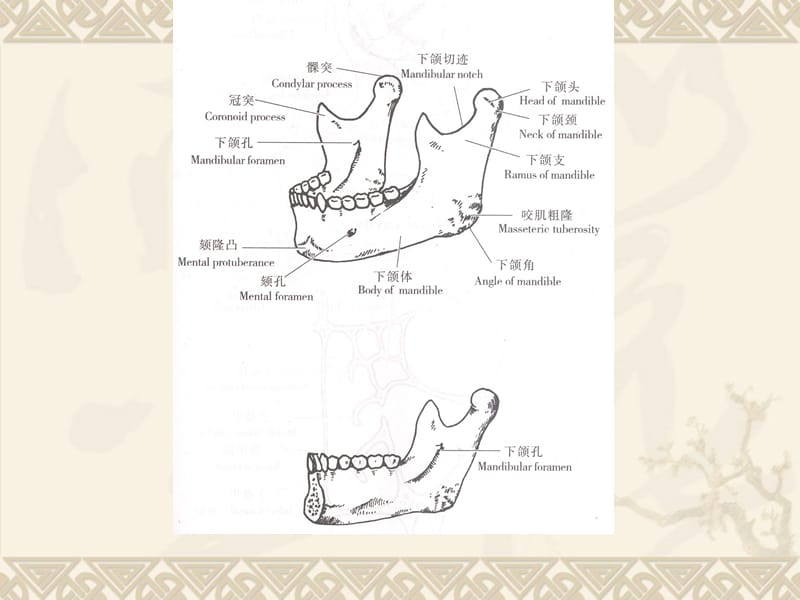 口腔料学-文档资料.ppt_第3页