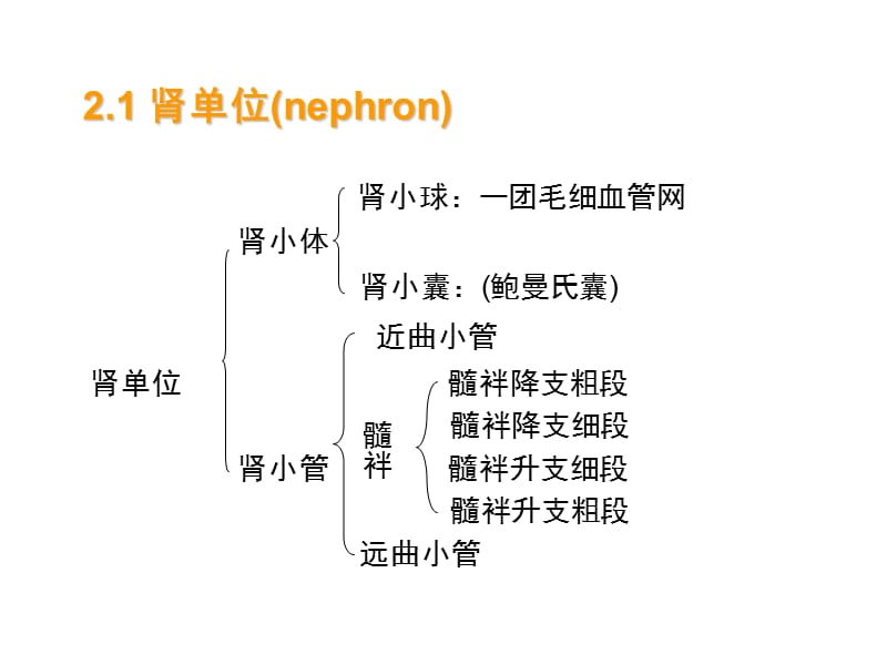 最新：第十章渗透调节与排泄肾脏生理-文档资料.ppt_第3页