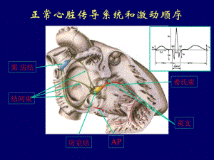 最新：心律失常的诊断和治疗-文档资料.ppt