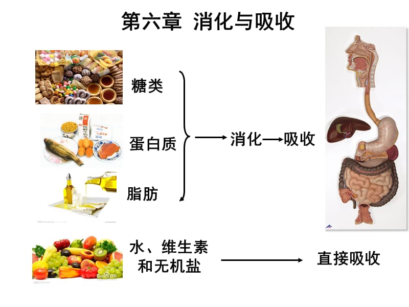 护理本科三版2015消化与吸收--文档资料.ppt_第2页