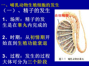 哺乳动物生殖细胞的发生和胚胎发育的基本过程-精选文档.ppt