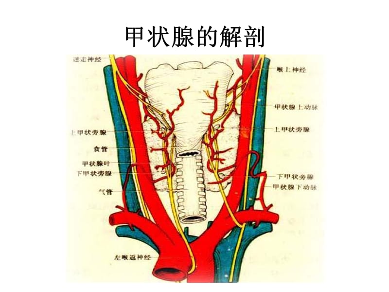 最新：第四讲 颈部疾病课件-文档资料.ppt_第1页