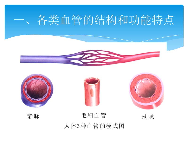 生理学临床医学第4章 第3课件-精选文档.ppt_第1页