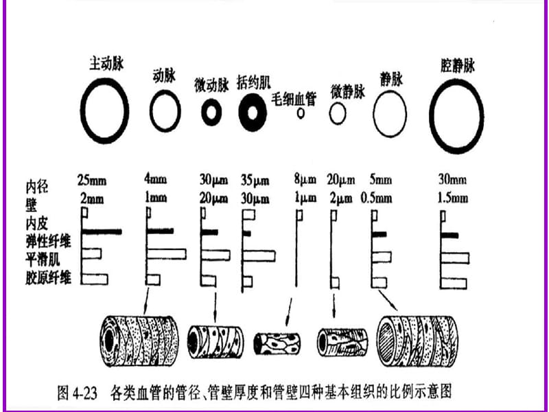 生理学临床医学第4章 第3课件-精选文档.ppt_第2页