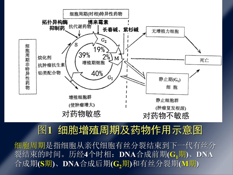 最新：第51章抗恶性肿瘤药-文档资料.ppt_第1页