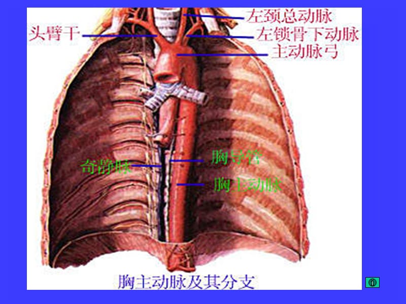 最新：体循环动脉ppt-文档资料.ppt_第3页