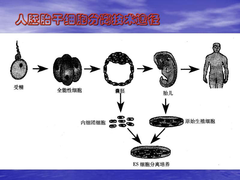 最新：第六节动物胚胎干细胞的分离培养技术EmbryonicStemcells-文档资料.ppt_第2页