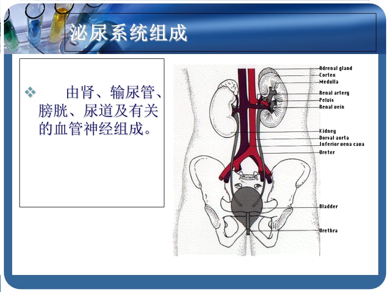 最新：内科学泌尿系统疾病总论-文档资料.ppt_第2页