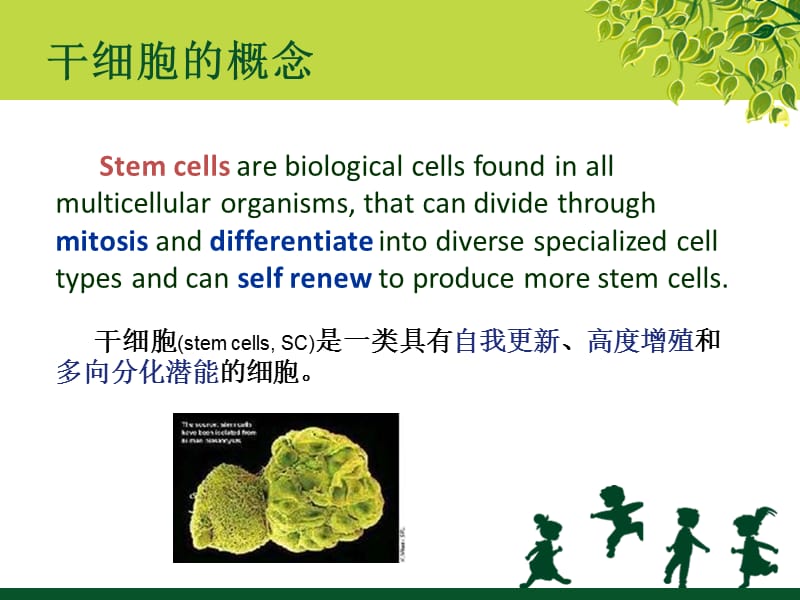 干细胞及其临床应用pbl-PPT文档.ppt_第2页