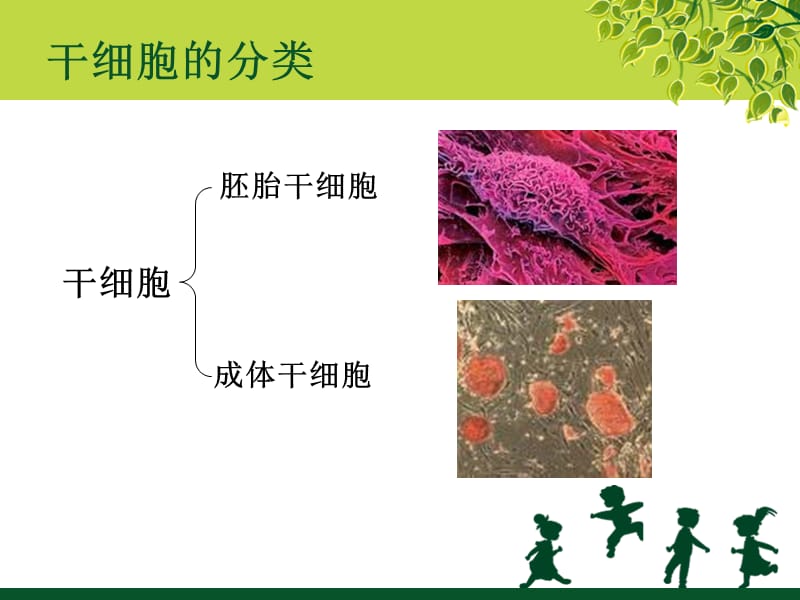 干细胞及其临床应用pbl-PPT文档.ppt_第3页